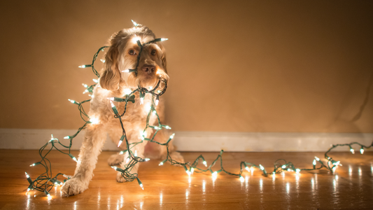 Deck the Halls