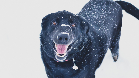 Winter Safety Tips