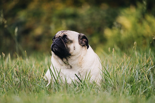 Overweight Dogs
