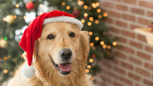 Santa Paw Cookies