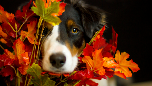 Dog-Friendly Holiday Treats