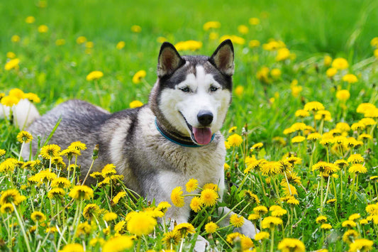 Spring has Sprung