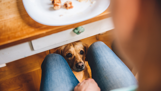 Toxic Foods for Pets