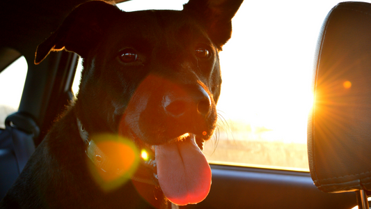 Pet Travel Tips