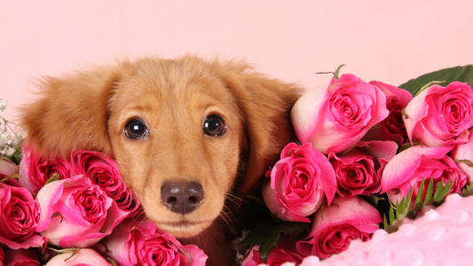 Sweet Treats for Pets