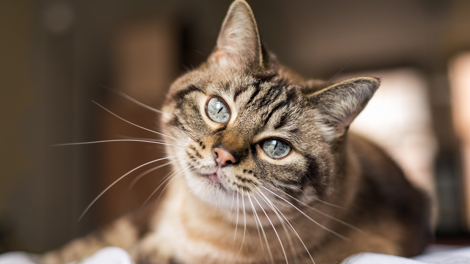 For Cats
