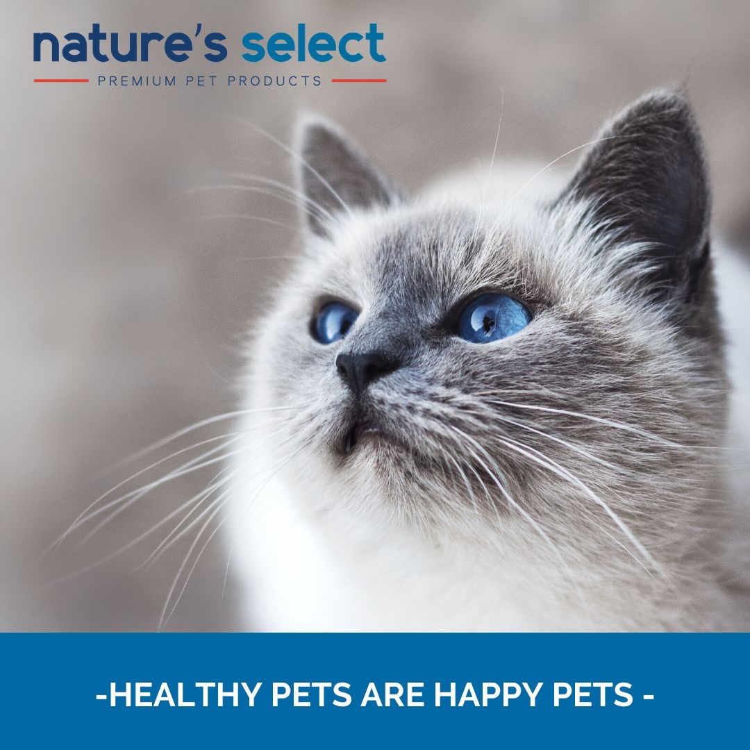 Nature's Select Feline Chicken & Rice Recipe - Dry Cat Food for All Ages