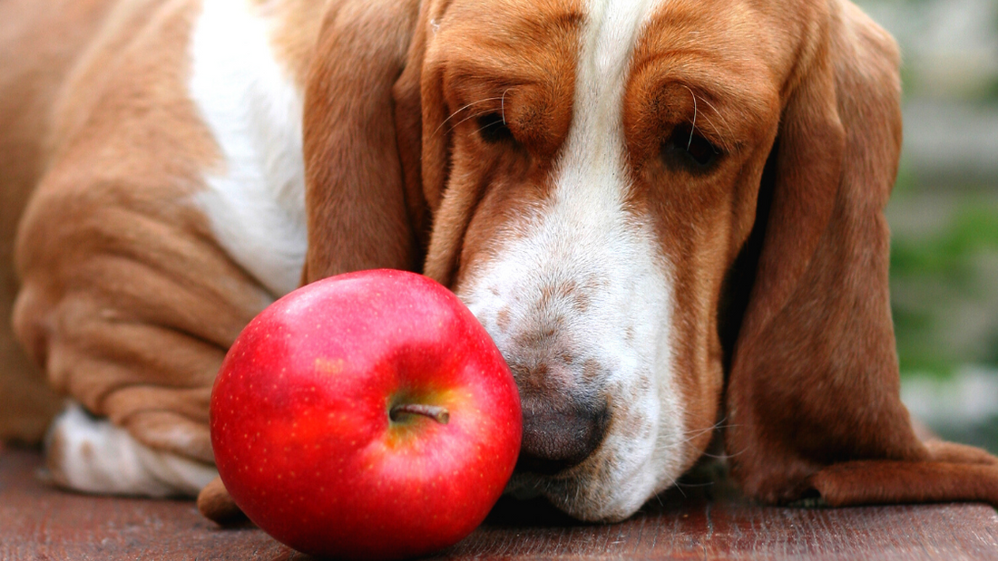 Apple Pumpkin Dog Treats