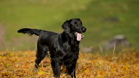 Preparing Your Dog for Autumn