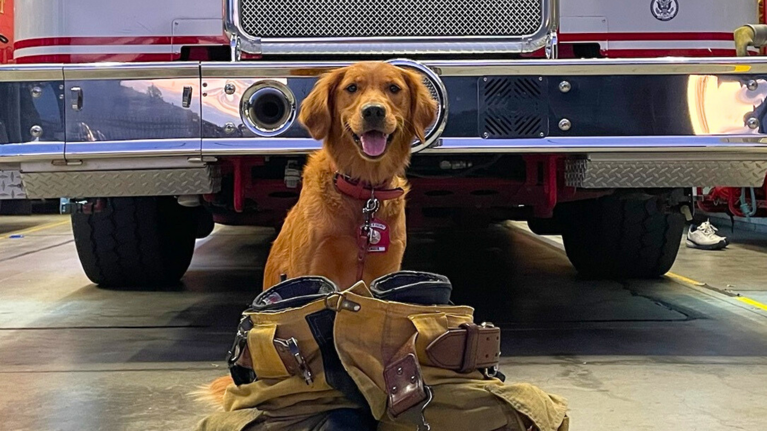 Customer Spotlight Ember the Fire Dog Nature's Select Pet Food