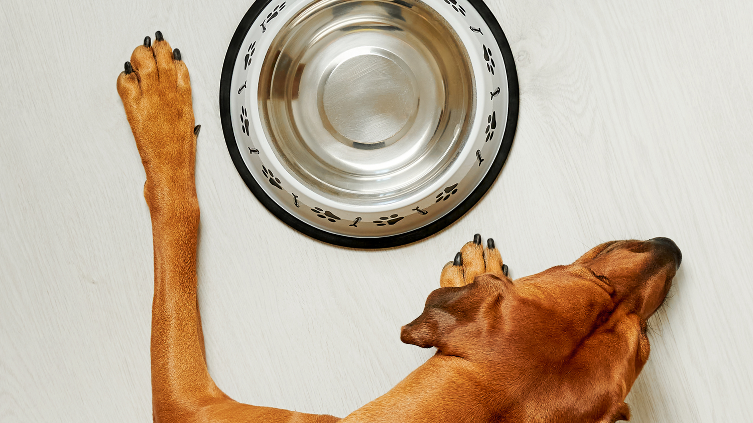 Summer Eating Habits Nature's Select Pet Food