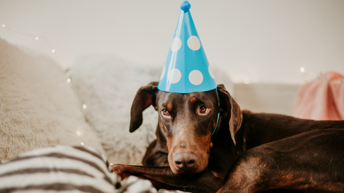 Resolutions for Pets