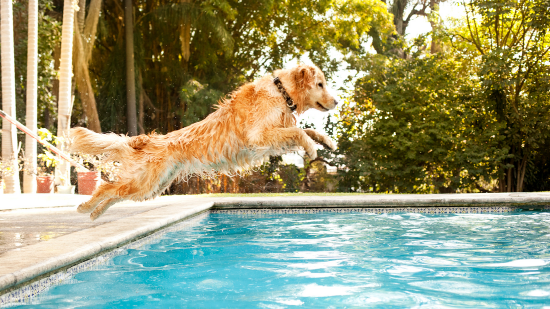 5 Ways to Keep Your Dog Cool This Summer