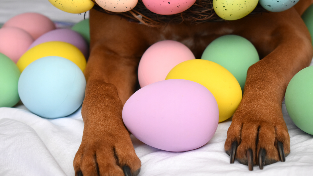 Dog-Friendly Easter Ideas