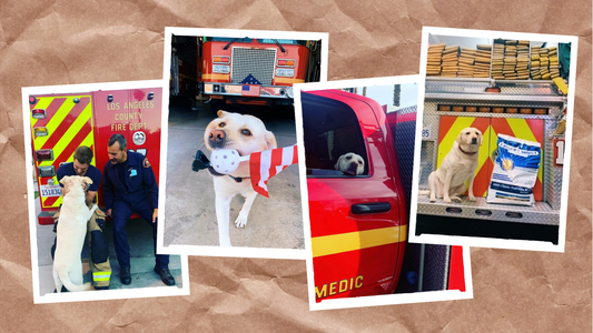 Customer Spotlight: Echo the Fire Dog