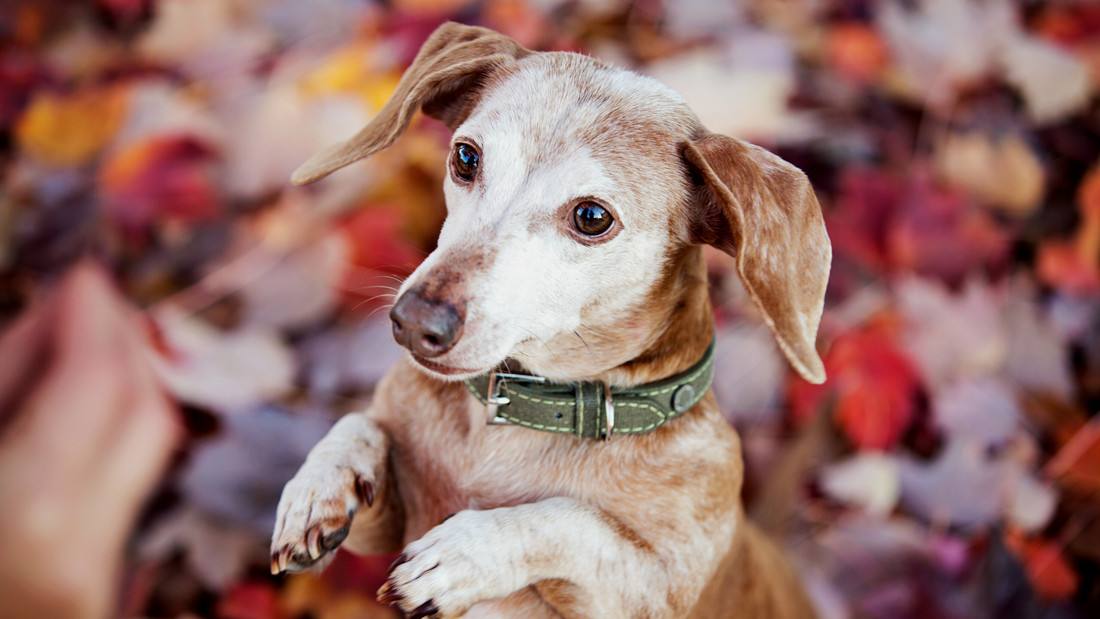 5 Ways To Get Your Pups Ready For Fall