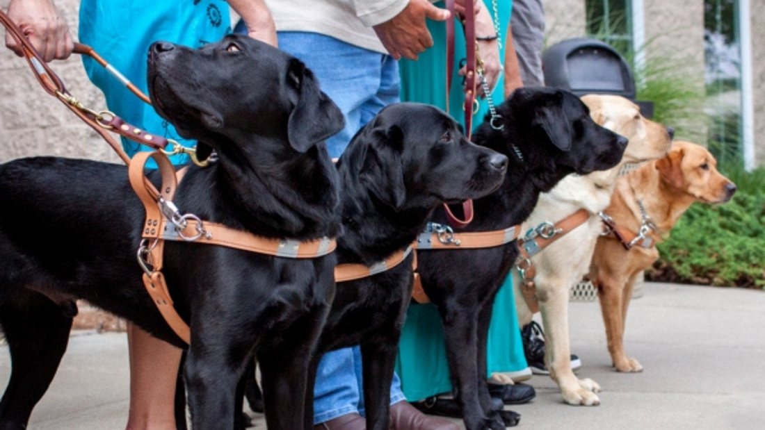 Service & Guide Dog Etiquette