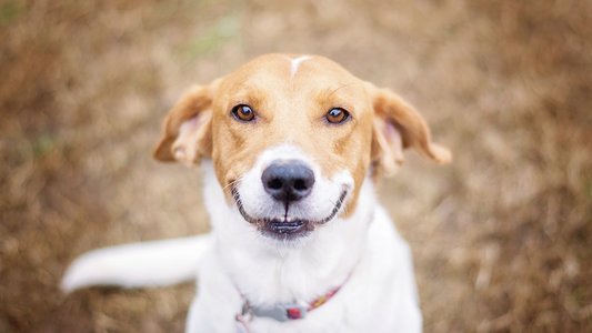 6 Tips for a Healthier, Happier Dog