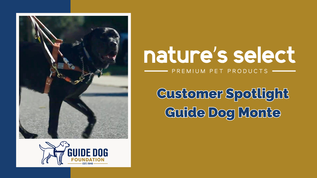 Customer Spotlight: Monte