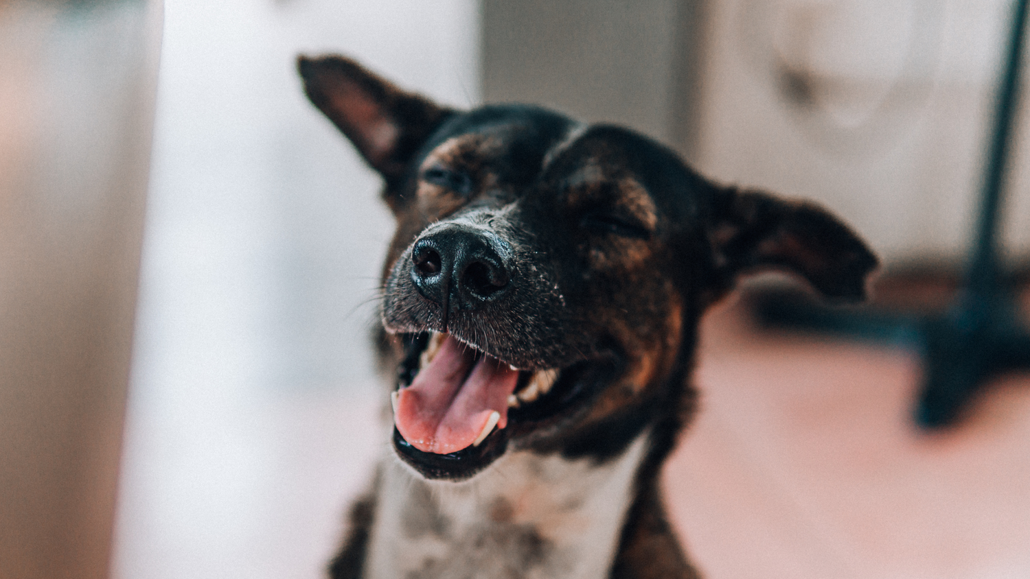 NEW Product Alert Nature's Select Pet Food