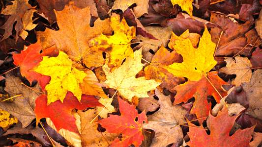 October Newsletter