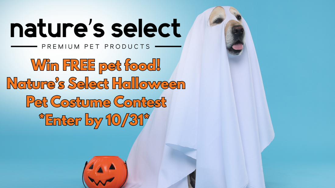 Pet Costume Contest