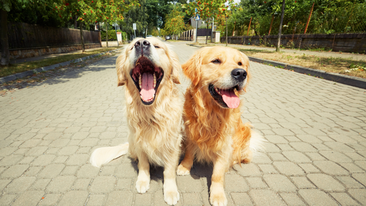 Save Money on Pet Food