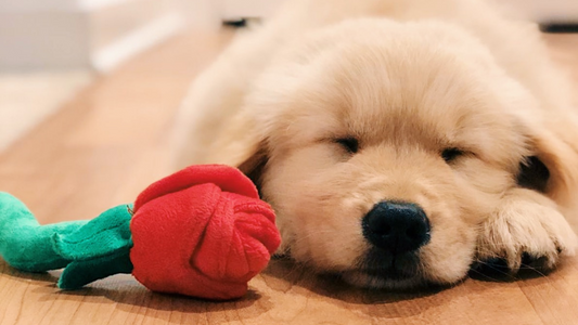 Treat Your Valentine