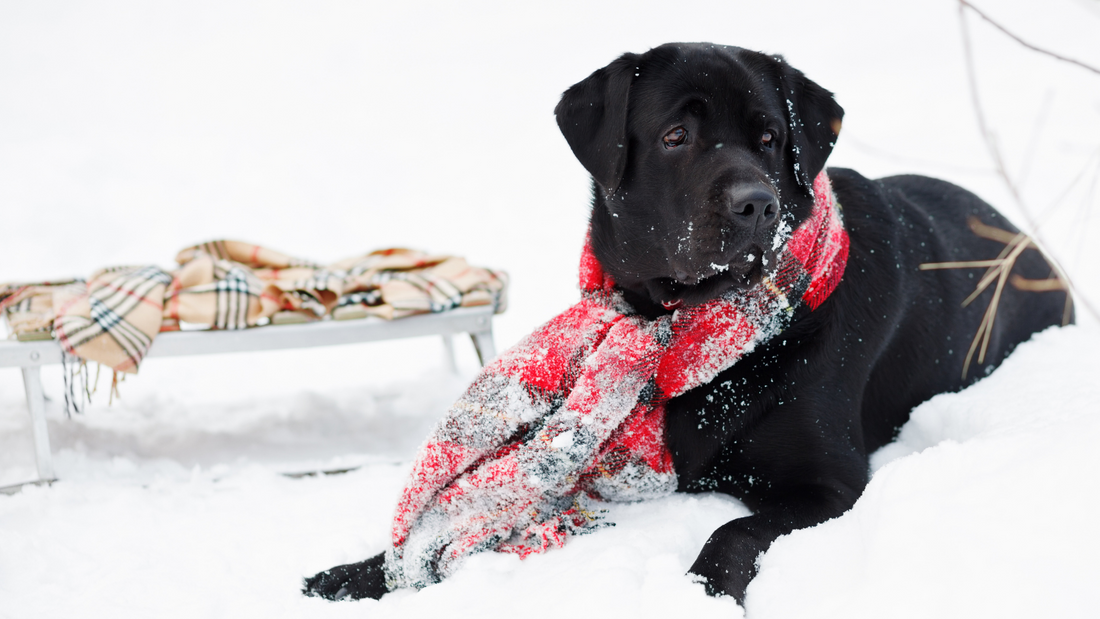 Winter Pet Safety