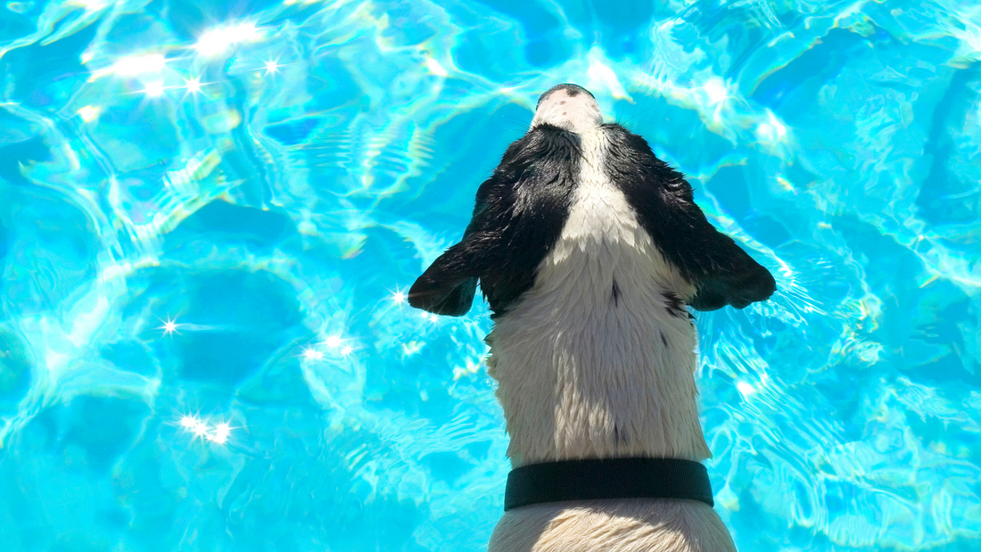 Pet Safety Tips for Summer