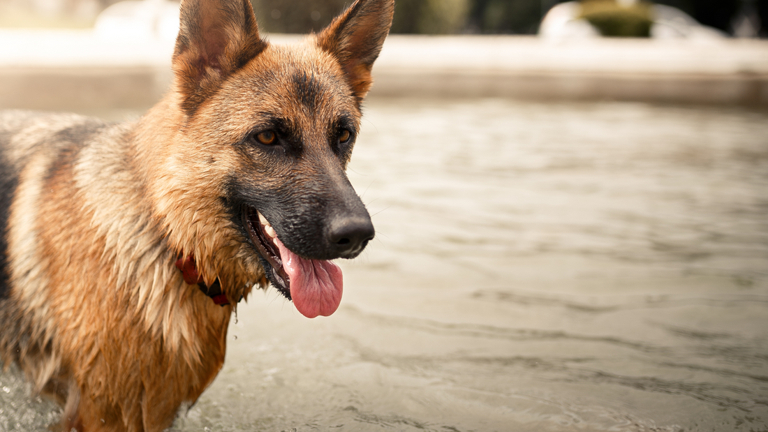 Keep Your Dog Cool This Summer