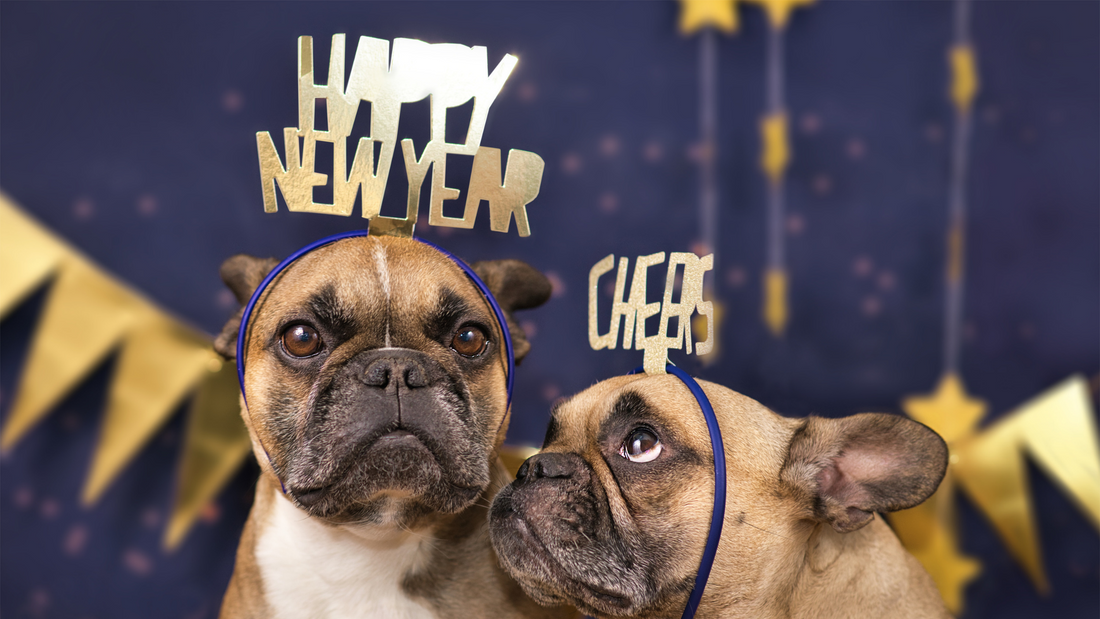 5 Ways to Have a Safe, Fun New Years Eve with Pets