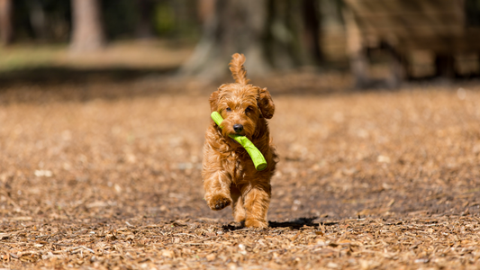 It's Time To Get Outside With Your Pup!