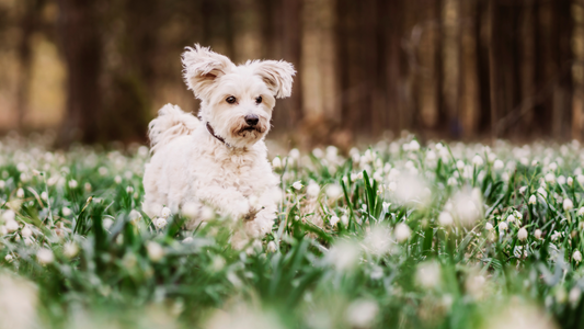 Ways To Help Your Pup's Seasonal Allergies As We Dive Into Spring