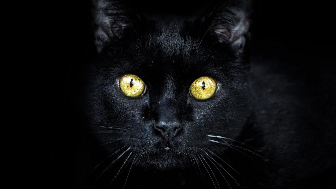 Black Cats – Nature's Select Pet Food Black Cats – Nature's Select Pet Food