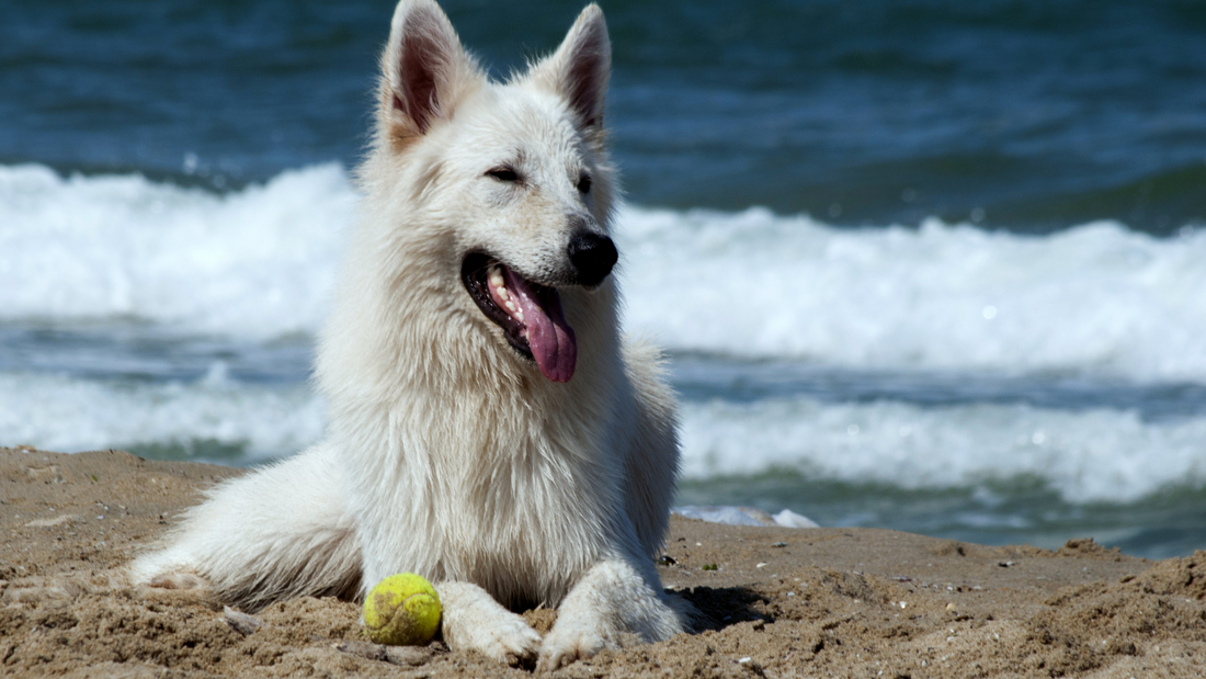 5 Dog Activities to Celebrate the First Day of Summer