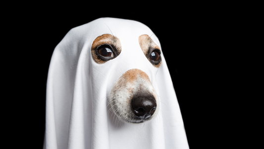 Halloween Contest