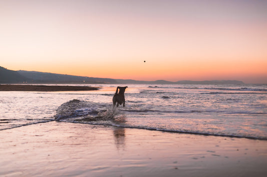 Dog Beach Safety