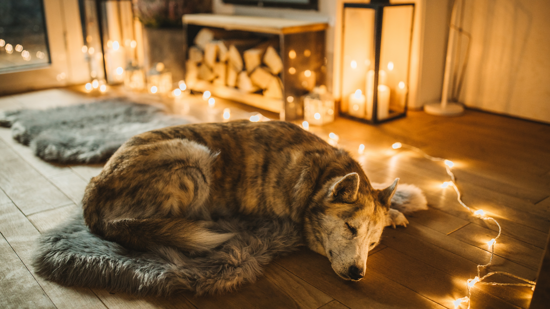 Surviving Winter with Your Pup