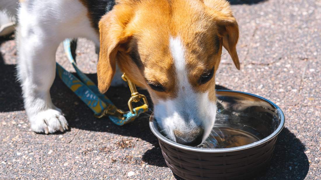 Keep Pets Cool