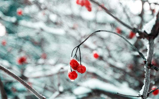 Winter Dog Treats